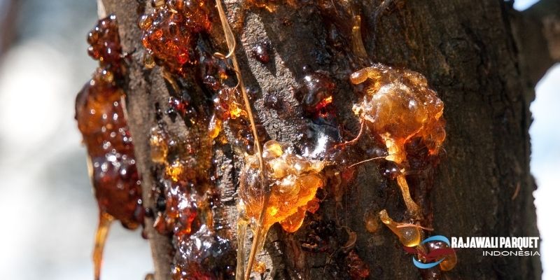 manfaat getah pohon padauk