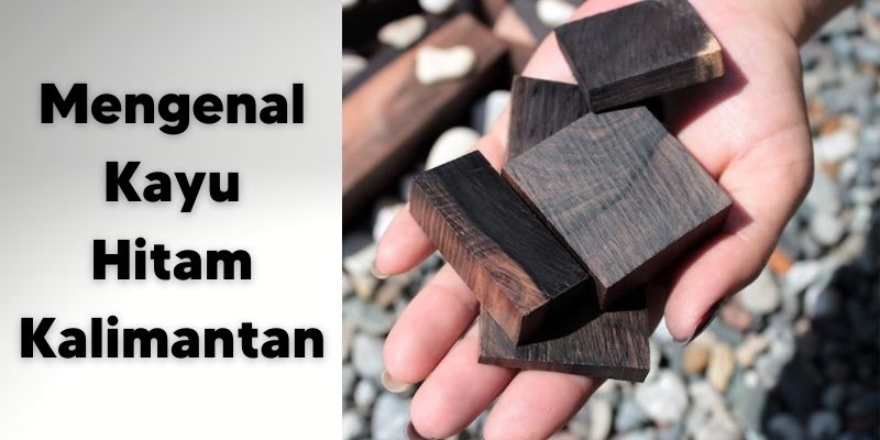 kayu hitam kalimantan