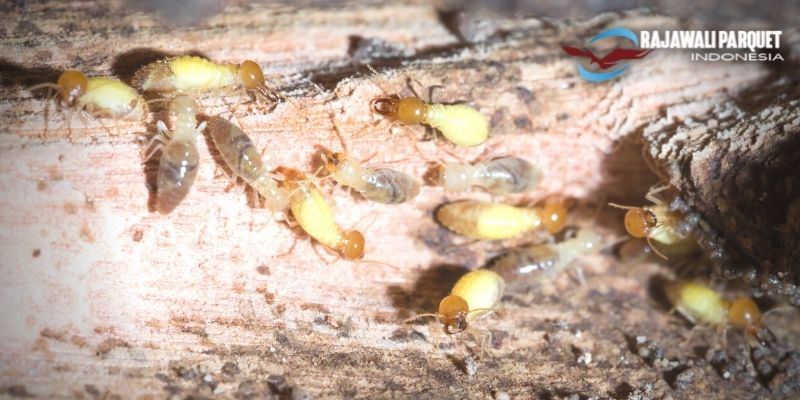 5 Jenis Serangga Perusak Kayu - rayap