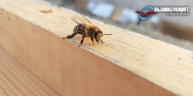 5 Jenis Serangga Pemakan Kayu - lebah kayu