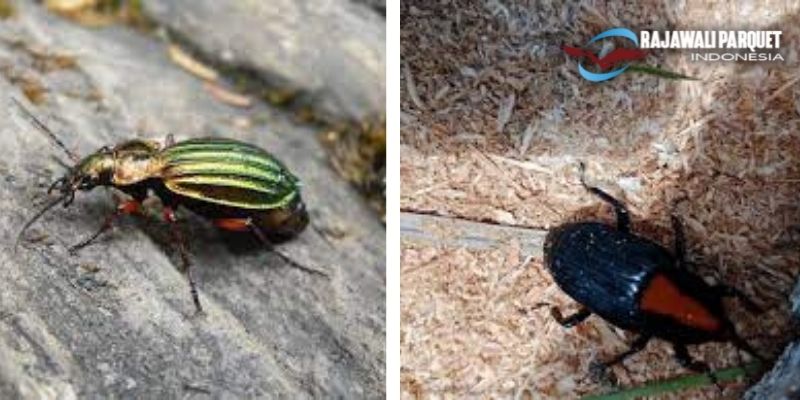 5 Jenis Serangga Perusak Kayu - kumbang pengebor kayu