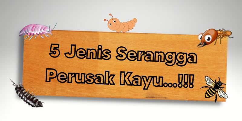 5 Jenis Serangga Perusak Kayu