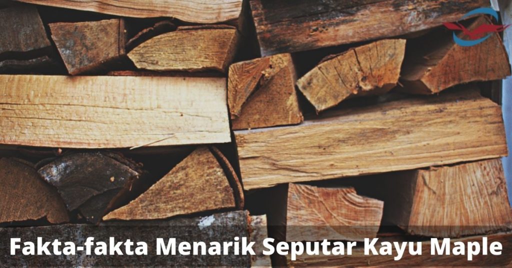 Fakta-fakta Menarik Seputar Kayu Maple