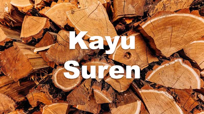 Karaktertistik Kayu Suren 1