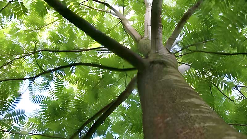 Tentang Pohon SUren