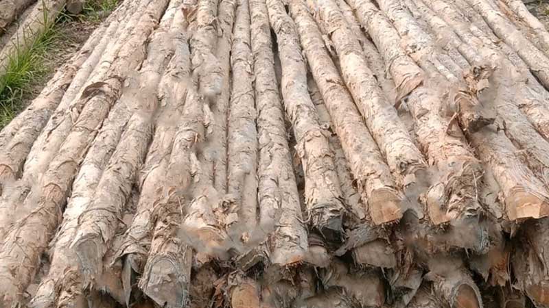 Mengenal karakteristik kayu Gelam 1