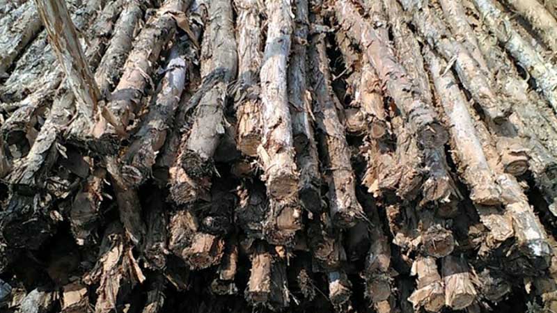 Kekurangan kelebihan kayu Gelan dolken
