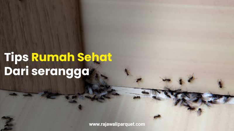 Tips rumah sehat serangga 1