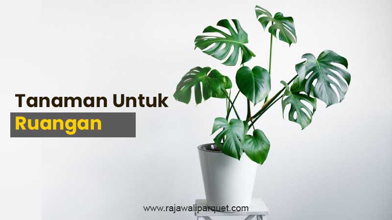 Jenis tanaman untuk ruangan
