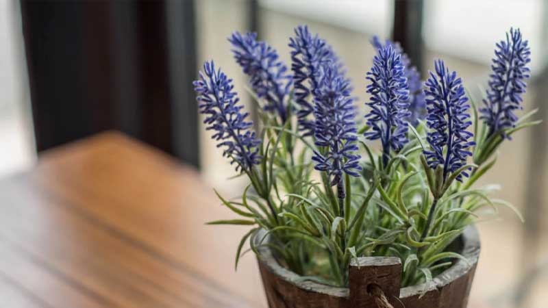 Jenis tanaman untuk ruangan lavender