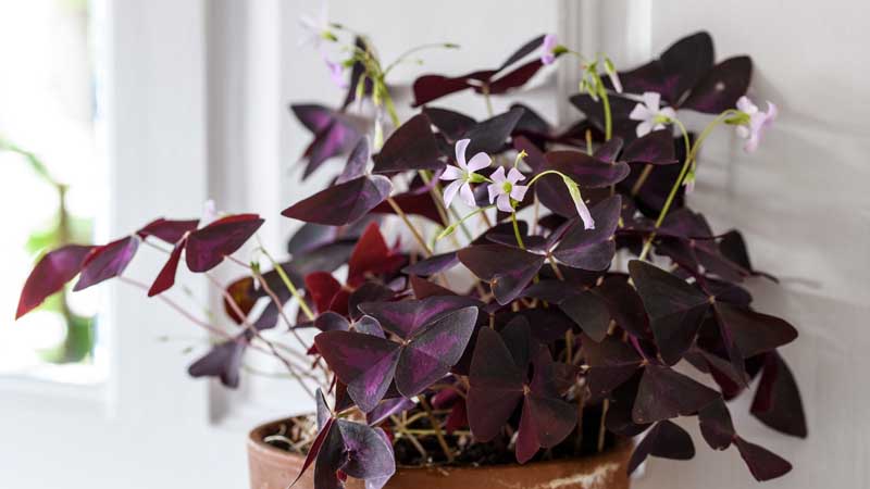 Jenis tanaman untuk ruangan oxalis