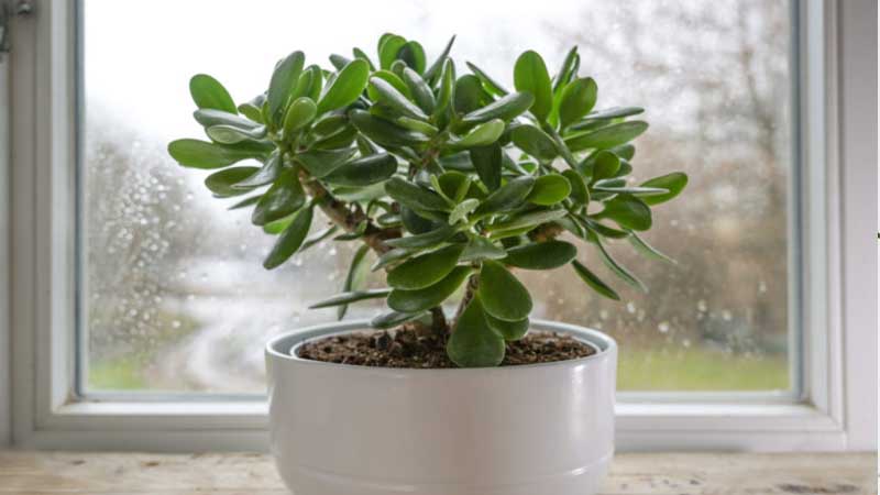 jenis tanaman untuk ruangan Jade Plant