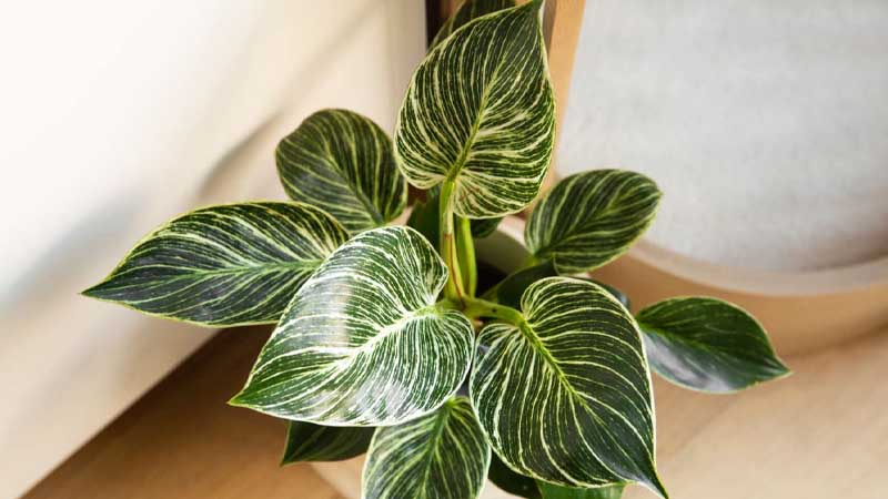 jenis tanaman untuk ruangan 9 Philodendron Birkin