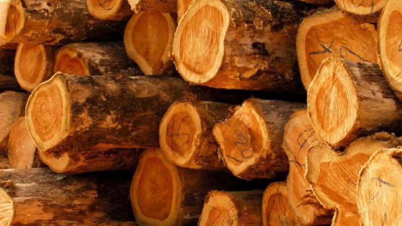 Perbedaan jenis kayu jati perhutani