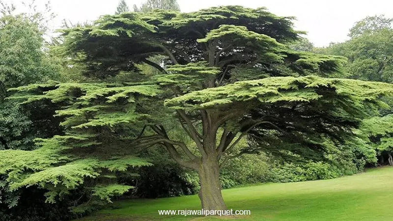 Pohon cedar