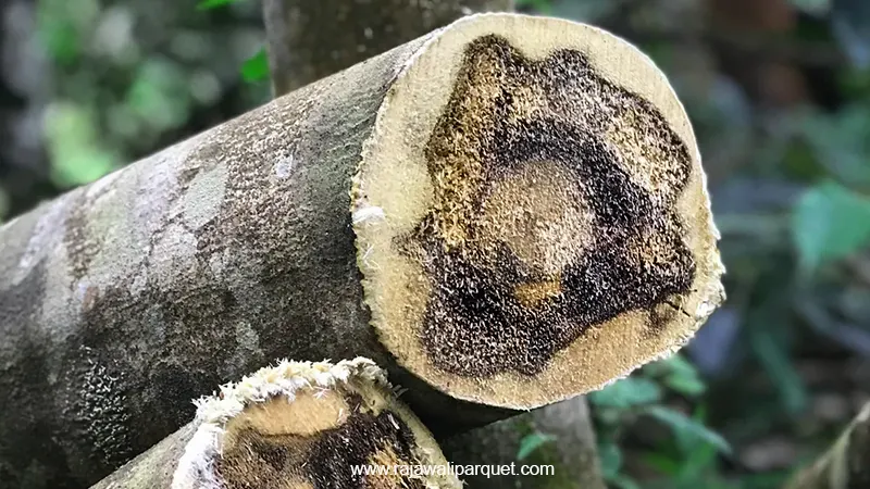 kayu gaharu